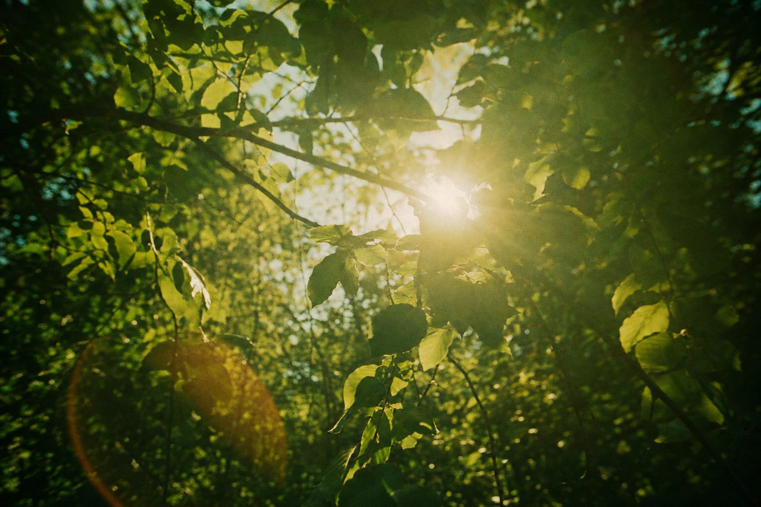 Sunlight filtering through green summer leaves