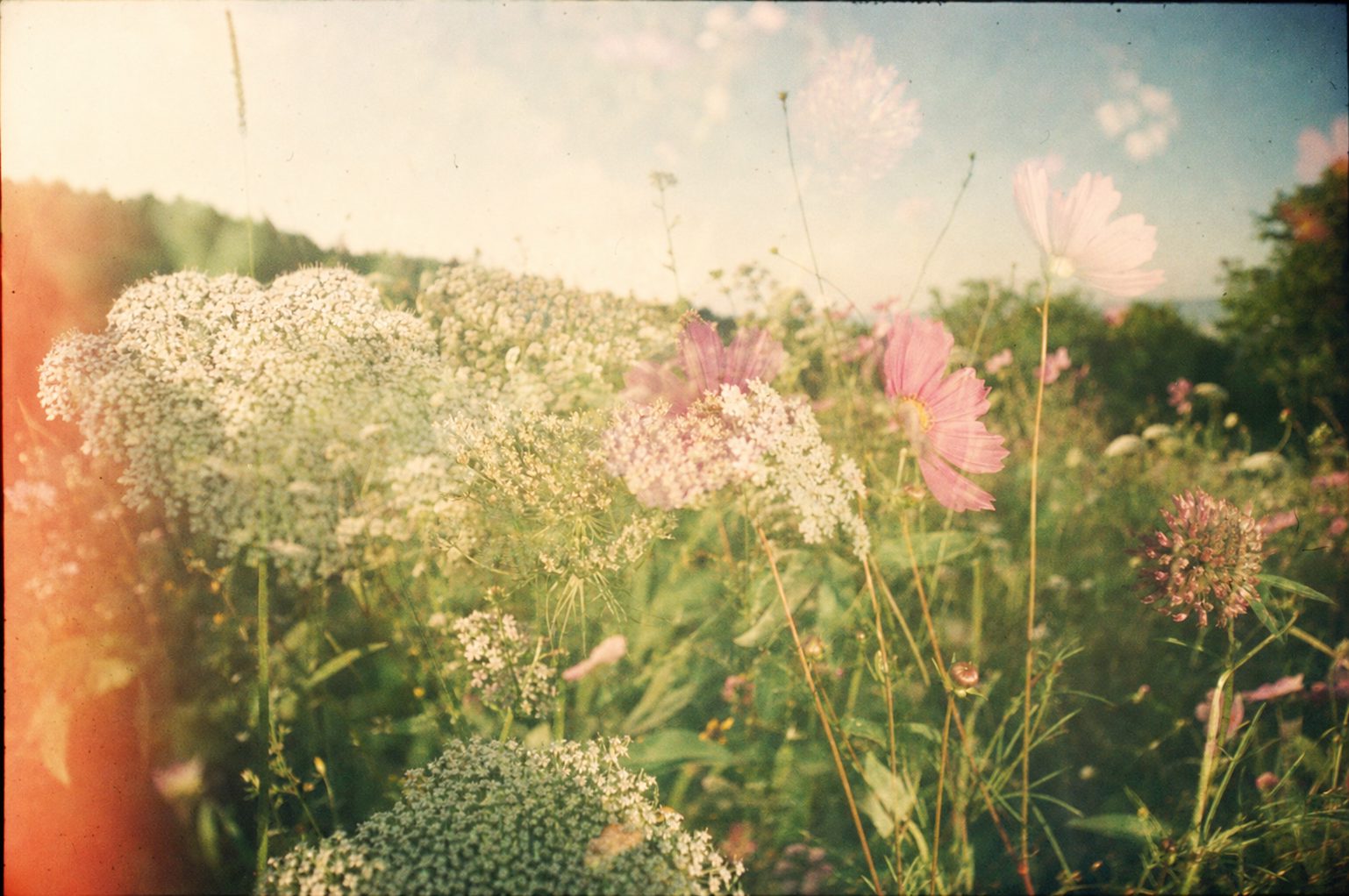 Summer wildflowers in a sunlit meadow with soft pastel tones