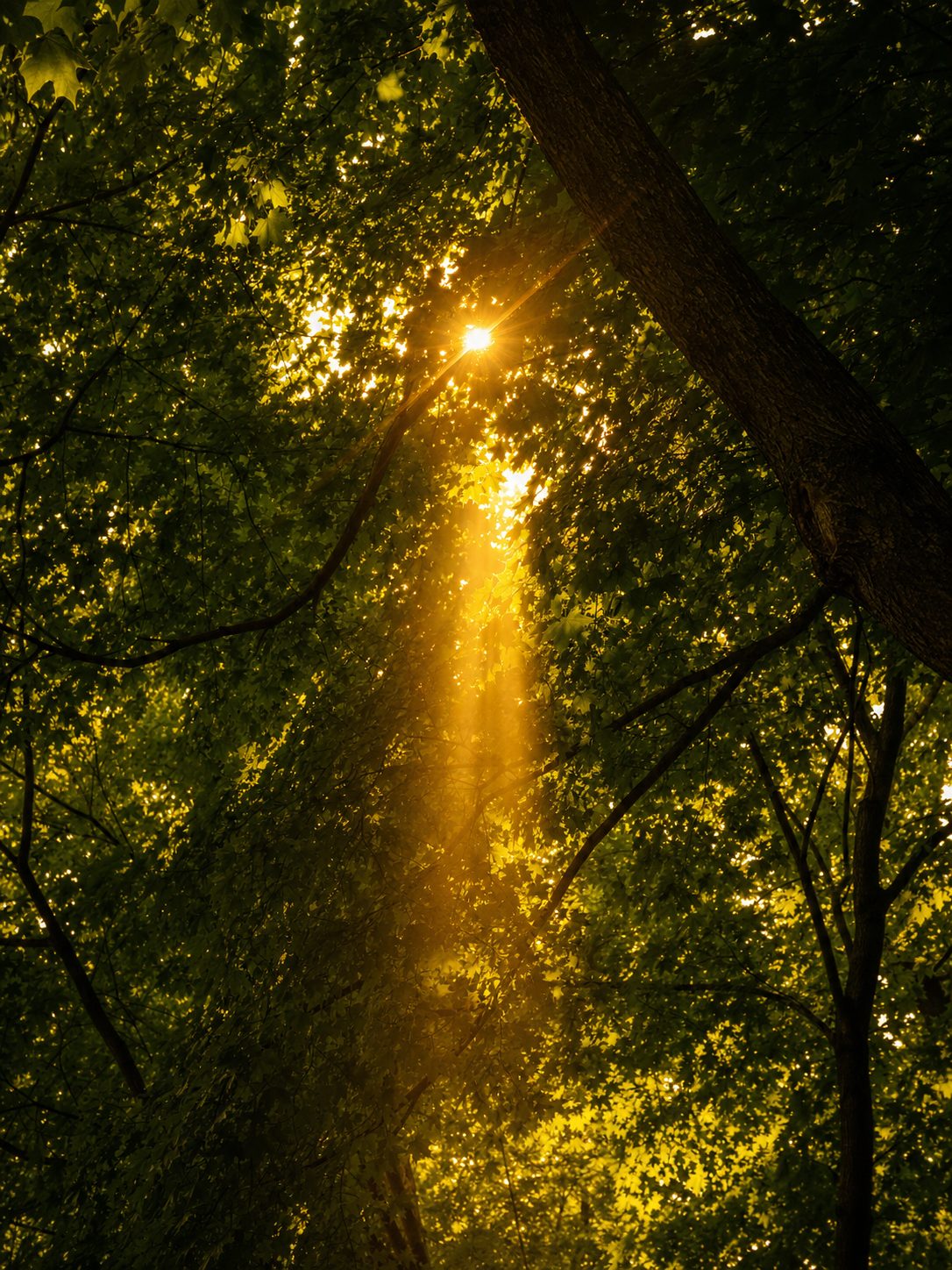 Looking up through a green summer canopy with a shaft of golden light breaking through